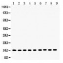 Cytochrome C  Antibody