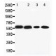 Cytochrome P450 1A2 Antibody