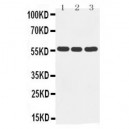 Cytochrome P450 2D6 Antibody