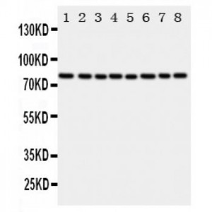 Cytochrome P450 Reductase Antibody