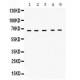 Cytokeratin 1  Antibody