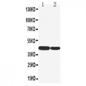 Cytokeratin 19 Antibody