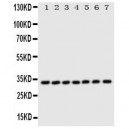 DCI Antibody