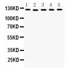 DDB1  Antibody