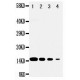 DDT Antibody