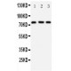 DDX4/MVH Antibody