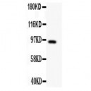 DISC1 Antibody