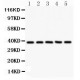 Dkk3  Antibody