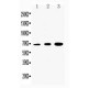 Dopamine D2 Receptor Antibody