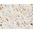 Dopamine Receptor D3 Antibody