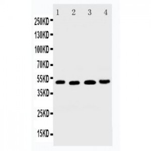 DR5 Antibody