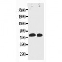 EAAT1 Antibody