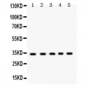 EBAG9  Antibody