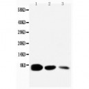 EGF Antibody