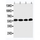 Egr1 Antibody