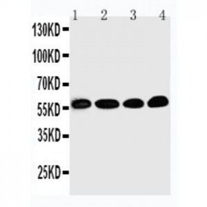 Egr1 Antibody