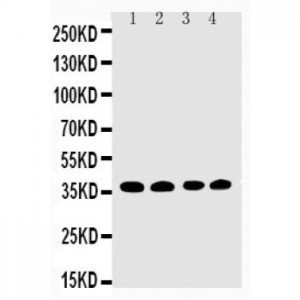 EIF2S1 Antibody