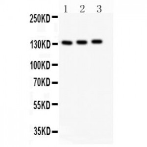 eNOS Antibody