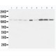 Eph receptor A1 Antibody