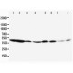 ERK1 Antibody