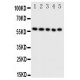 ERp57 Antibody