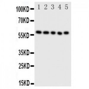 ERp57 Antibody