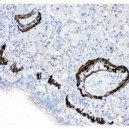 FABP6 Antibody