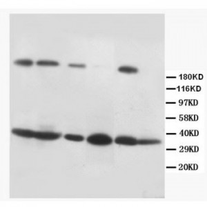 Fas Ligand Antibody