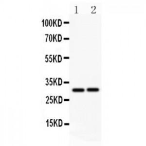 Fas Ligand Antibody