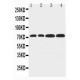 FbxL4 Antibody