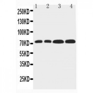 FbxL4 Antibody