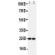 FGF19 Antibody