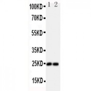 FGF19 Antibody