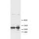 FGF8 Antibody