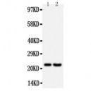 FGF9 Antibody