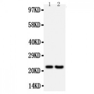 FGF9 Antibody