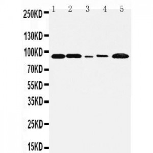 FGFR1 Antibody