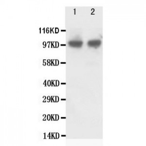 FGFR2 Antibody