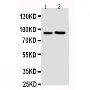 FGFR3 Antibody