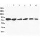 Flavin containing monooxygenase 4 Antibody