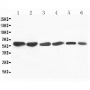 Flavin containing monooxygenase 4 Antibody