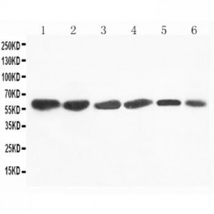 Flavin containing monooxygenase 4 Antibody