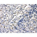 FLI1 Antibody