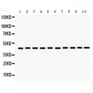 Flotillin 2  Antibody