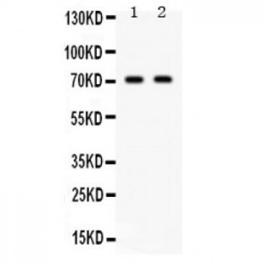 Frizzled homolog 1  Antibody