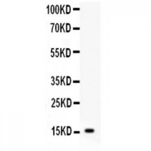 Galectin 1  Antibody