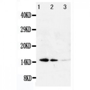 Galectin 1 Antibody