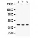 GAP43 Antibody