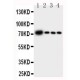 GCLC Antibody