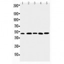 GJA3 Antibody